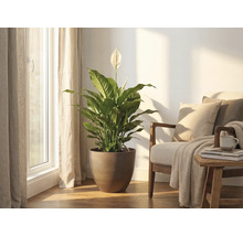 Einblatt Zimmerpflanze in einem runden braunen Topf steht in einem hellen Wohnzimmer neben einem Sessel an einem sonnigen Fenster.