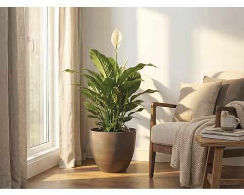 Einblatt Zimmerpflanze in einem runden braunen Topf steht in einem hellen Wohnzimmer neben einem Sessel an einem sonnigen Fenster.