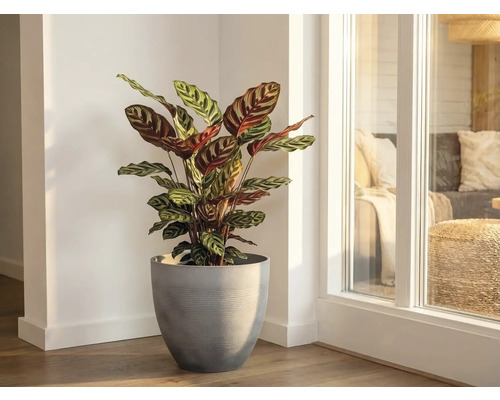 Zimmerpflanze Calathea mit gemusterten Blättern in einem grauen Pflanztopf in einer hellen Raumecke neben einem Fenster.