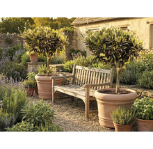 Zwei Olivenbäume in großen Terrakottatöpfen neben einer Gartenbank aus Holz in einem mediterranen Garten mit Kräutern und Kiesweg.