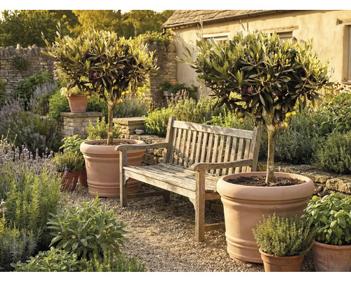 Zwei Olivenbäume in großen Terrakottatöpfen neben einer Gartenbank aus Holz in einem mediterranen Garten mit Kräutern und Kiesweg.