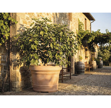 Feigenbaum mit Früchten in großem Terrakotta-Pflanzkübel vor einer rustikalen Steinwand im sonnigen Außenbereich mit Weinfässern.