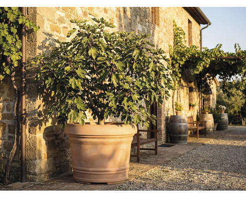 Feigenbaum mit Früchten in großem Terrakotta-Pflanzkübel vor einer rustikalen Steinwand im sonnigen Außenbereich mit Weinfässern.