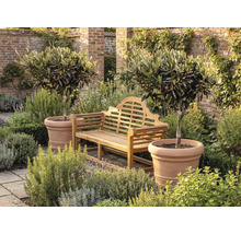 Gartenbank aus Holz zwischen zwei Olivenbäumen in Terrakotta-Töpfen auf einer Terrasse mit Natursteinplatten und einer Backsteinmauer im Hintergrund.