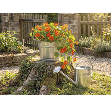 Verzinkter Metalleimer mit orangefarbenen Blumen auf einem Baumstumpf neben einer Zinkgießkanne in einem hellen Garten mit Holzzaun.