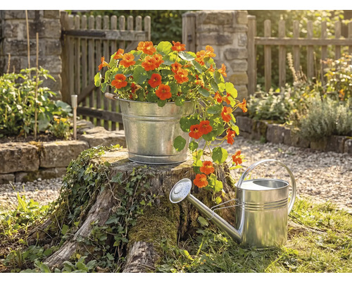 Verzinkter Metalleimer mit orangefarbenen Blumen auf einem Baumstumpf neben einer Zinkgießkanne in einem hellen Garten mit Holzzaun.