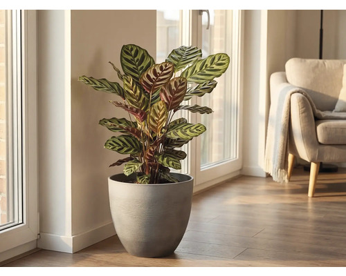 Calathea Zimmerpflanze mit gemusterten Blättern in einem grauen Übertopf, in einem hellen Wohnzimmer am Fenster platziert.