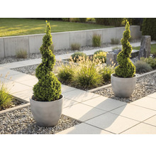 Zwei spiralförmig geschnittene Buchsbäume in runden, grauen Pflanzgefäßen in einem modern gestalteten Garten mit Gehwegplatten.