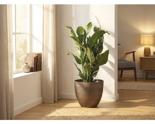 Einblatt Zimmerpflanze Spathiphyllum in braunem rundem Topf in hellem Wohnzimmer am Fenster.