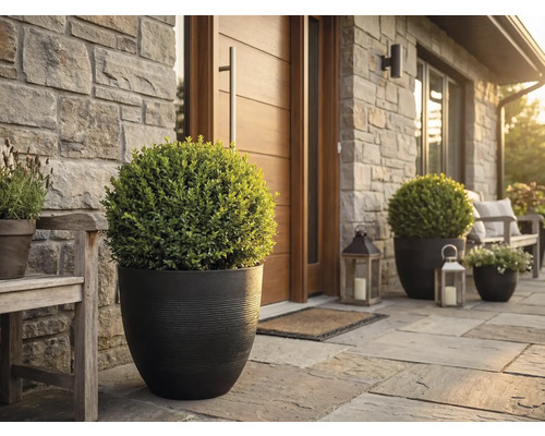 Hauseingang mit runden Pflanzkübeln und Buchsbaumkugeln auf einer Natursteinterrasse vor einer hellen Steinwand und Holztür.