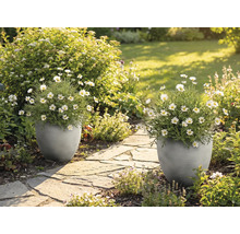 Zwei graue, strukturierte Pflanzgefäße mit weißen Margeriten auf einem Steinweg in einem hellen, sonnigen Garten.