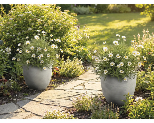 Zwei graue, strukturierte Pflanzgefäße mit weißen Margeriten auf einem Steinweg in einem hellen, sonnigen Garten.