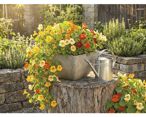 Bunte Kapuzinerkresse in einem quadratischen Pflanzgefäß auf einem Baumstumpf neben einer Gießkanne aus Metall in einem hellen Garten.