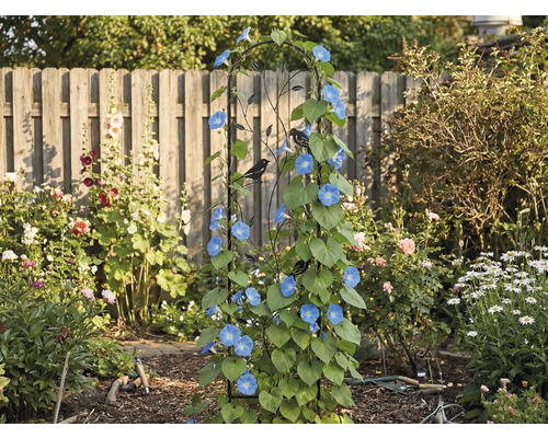 Schwarze Rankhilfe aus Metall mit Vogelsilhouetten, bewachsen mit blauen Kletterpflanzen in einem Garten vor einem hölzernen Lattenzaun.