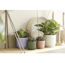 Zimmerpflanzen in geriffelten Übertöpfen in Lila, Grün, Rosa und Weiß auf einem Holzregal in einer hellen, aufgeräumten Umgebung.