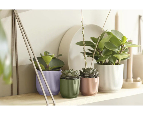 Zimmerpflanzen in geriffelten Übertöpfen in Lila, Grün, Rosa und Weiß auf einem Holzregal in einer hellen, aufgeräumten Umgebung.