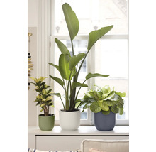 Drei Zimmerpflanzen, darunter eine Strelitzie und eine Calathea, in geriffelten Übertöpfen auf einer hellen Fensterbank vor einem weißen Fenster.