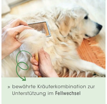 Eine Person bürstet einen hellen Hund und entfernt ein großes Haarbüschel aus einer Drahtbürste zur Unterstützung beim Fellwechsel.