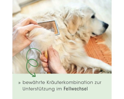 Eine Person bürstet einen hellen Hund und entfernt ein großes Haarbüschel aus einer Drahtbürste zur Unterstützung beim Fellwechsel.