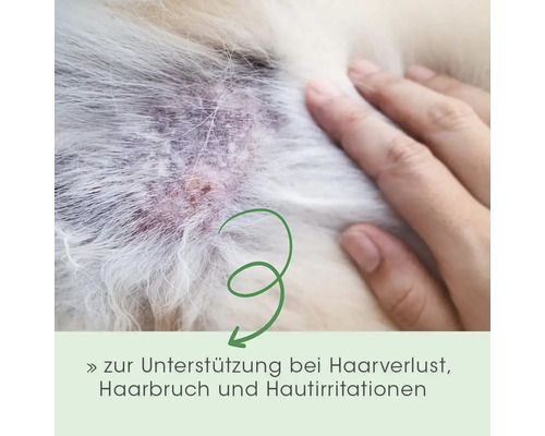 Unterstützung bei Haarverlust, Haarbruch und Hautirritationen beim Hund gezeigt an einer Nahaufnahme von gereizter Haut.