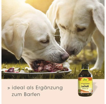 Zwei helle Hunde fressen BARF-Futter von einem Teller, neben einer Flasche cdVet Singulares Lachsöl als Ergänzung zum Barfen.
