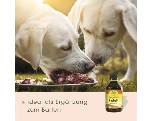 Zwei helle Hunde fressen BARF-Futter von einem Teller, neben einer Flasche cdVet Singulares Lachsöl als Ergänzung zum Barfen.