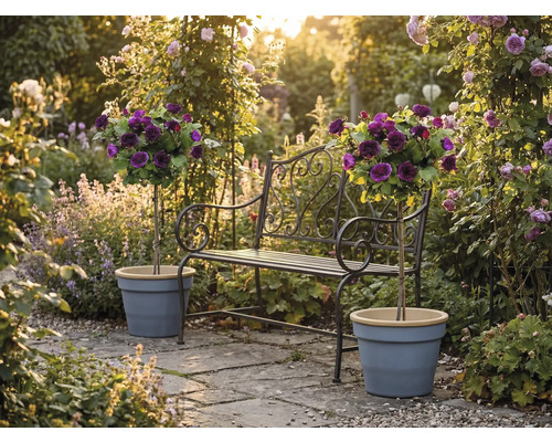 Gartenbank aus Metall mit Verzierungen und zwei Hochstammrosen in Pflanztöpfen auf einer sonnigen Steinterrasse in einem blühenden Garten.
