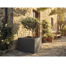 Olivenbaum in einem großen grauen quadratischen Pflanzkübel auf einer Steinterrasse vor einer rustikalen Natursteinwand mit Rosen.