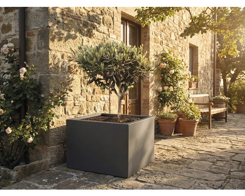 Olivenbaum in einem großen grauen quadratischen Pflanzkübel auf einer Steinterrasse vor einer rustikalen Natursteinwand mit Rosen.