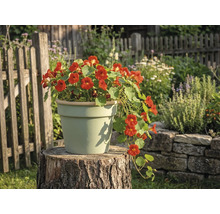 Hellfarbener Blumentopf aus Keramik auf einem Baumstumpf im Garten, bepflanzt mit blühender Kapuzinerkresse.