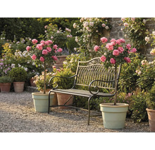 Metallgartenbank zwischen zwei Rosenstämmchen in Töpfen auf einem Kiesweg in einem hellen, gepflegten Garten.