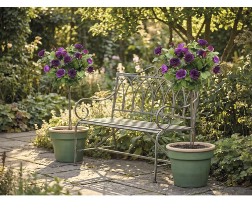 Gartenbank aus Metall zwischen zwei lila Hochstammrosen in grünen Töpfen auf einer hellen Steinterrasse.