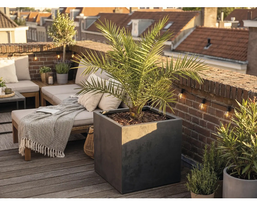 Großer quadratischer Pflanzkübel in Anthrazit mit einer Palme auf einer hellen, organisierten Dachterrasse mit Holzdeck und Ziegelwand.