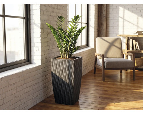 Hoher quadratischer Pflanzkübel in Flechtoptik mit Glücksfeder in einem hellen Raum mit weißen Ziegelwänden und Holzboden.