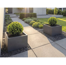 Moderner Garten mit großformatigen Betonplatten, quadratischen Pflanzkübeln in Anthrazit und kugelförmig geschnittenen Buchsbäumen.