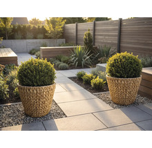 Moderner Garten mit zwei geflochtenen Pflanzgefäßen mit Kugelbüschen auf einem Steinweg neben einem Holzzaun und Kiesflächen.