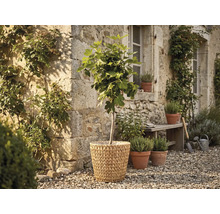 Feigenbaum in einem geflochtenen Korb vor einer rustikalen Steinwand in einem Garten mit Kräutertöpfen und einer Holzbank auf Kies.
