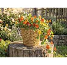 Kapuzinerkresse mit gelben und orangen Blüten in einem geflochtenen Korb auf einem Baumstumpf im hellen Garten.