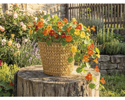 Kapuzinerkresse mit gelben und orangen Blüten in einem geflochtenen Korb auf einem Baumstumpf im hellen Garten.