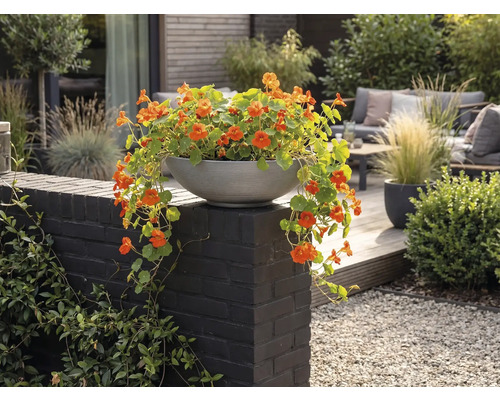 Graue Pflanzschale mit orangefarbenen Kapuzinerkressen auf einer dunklen Mauer in einem modernen Garten mit Holzterrasse und Lounge-Möbeln.