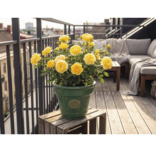 Gelbe Rosen in einem grünen Keramiktopf auf einem hellen Balkon mit Holzdiele, Loungemöbeln und Metallgeländer.
