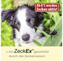 Hund im Gras mit Zecke auf einem Grashalm, Text über Zeckenaktivität ab 8 Grad Celsius und Schutz durch ZeckEx in der Zeckensaison.
