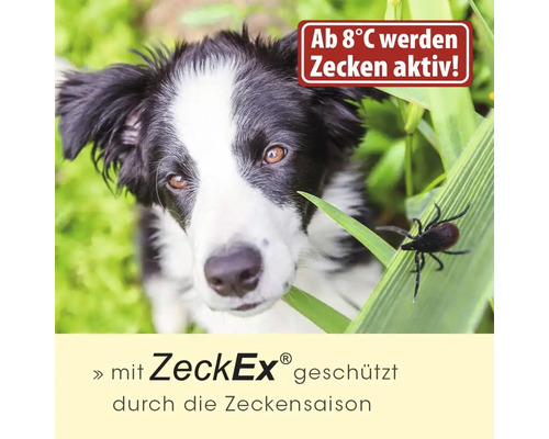 Hund im Gras mit Zecke auf einem Grashalm, Text über Zeckenaktivität ab 8 Grad Celsius und Schutz durch ZeckEx in der Zeckensaison.