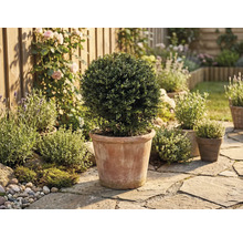Formgehölz Buchsbaumkugel im Tontopf in einem sonnigen Garten mit Steinpflaster, Lavendel und Rosen an einem Holzzaun.