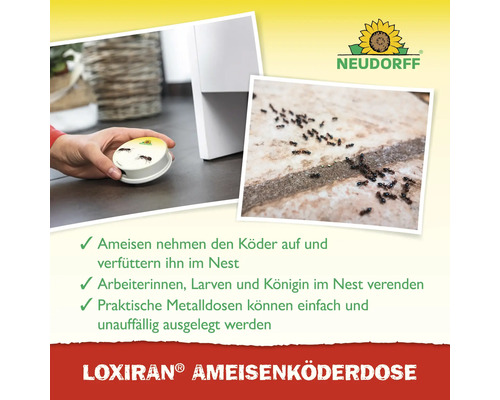 Neudorff Loxiran Ameisenköderdose: Hand platziert Metall-Köderdose auf dem Boden, Detailaufnahme von Ameisen und Neudorff Logo.