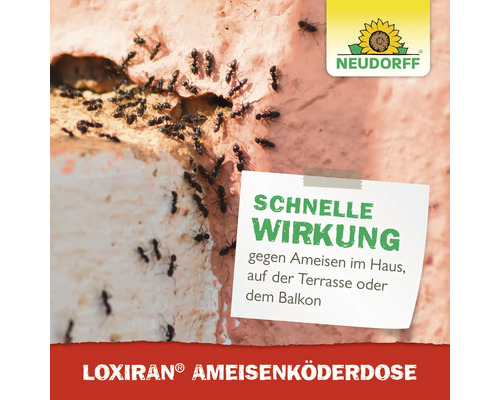 Ameisen auf einer Wand mit Text zur schnellen Wirkung der Neudorff Loxiran Ameisenköderdose. Neudorff Logo.