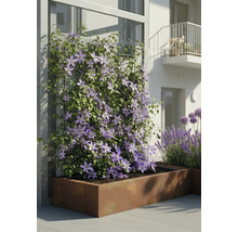 Kletternde Clematis mit lila Blüten in einem großen rechteckigen Pflanzkasten aus Metall auf einer modernen Terrasse.