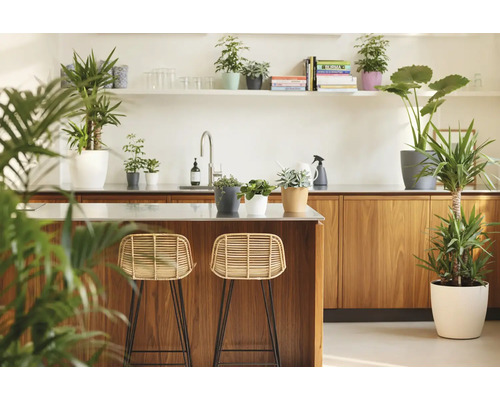 Helle moderne Küche mit Kücheninsel aus Holz, zwei Rattan-Barhockern und diversen Zimmerpflanzen in Übertöpfen auf Ablagen.