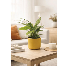 Einblatt Spathiphyllum in einem gelben Keramiktopf auf einem Couchtisch aus Holz in einem hellen, modern eingerichteten Wohnzimmer.