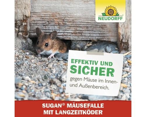 Maus blickt aus einem Schlupfloch unter Holz hervor, Neudorff Sugan Mausefalle mit Langzeitköder für innen und außen.